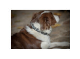 Dog collar pearl black/white 60cm