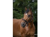 Headcollar padded Norton black full