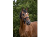 Headcollar padded Norton navy cob