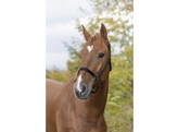 Headcollar without buckles black Full