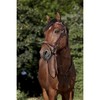 Stitched Bridle Flash Noseb  incl web reins  Brown Ful