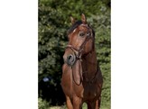 Stitched Bridle Flash Noseb  incl web reins  Brown Ful