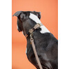 Plaited Nylon Dog collar beige XS 37cm