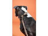 Plaited Nylon Dog collar beige XS 37cm
