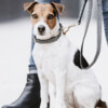 Dog Collar Pied-de-Poule black XL 45-75cm