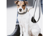 Dog Collar Pied-de-Poule black XL 45-75cm