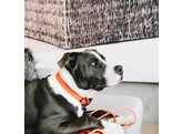 Dog Collar soft rubber neon orange M 50cm