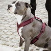 Dog Harness active velvet bordeaux S 26-40cm