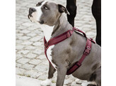 Dog Harness active velvet bordeaux S 26-40cm