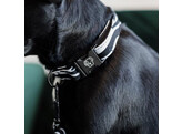 Dog Collar Zebra XS 25-388cm