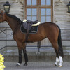 Saddle Pad Black-White-Brown