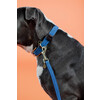 Plaited Nylon Dog collar light blue XS 37cm