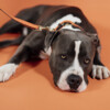 Plaited Nylon dog lead orange 120cm