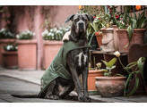 Dog coat waterproof olive green large 56