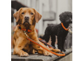 Plaited Nylon dog lead orange 2m