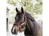 Velvet halter bordeaux cob