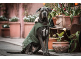 Dog coat waterproof olive green extra large 62