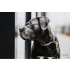 Dog Collar  Loop  grey  size L-50cm