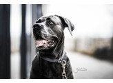 Dog Collar  Loop  grey  size XL-60cm