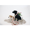 Dog Collar velvet old rose  XS 25-38cm