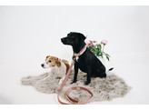 Dog Collar velvet old rose  S 28-40cm