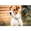 Dog Collar velvet light blue  S 28-40cm