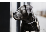 Dog Collar  Loop  grey  size M-45cm