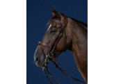 DC.Double Bridle Flash Noseband Brown Cob