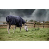 Turnout rug all weather waterproof pro navy 130-6 0 0 gram