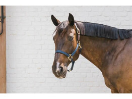 Nylon Halter Breakaway Navy Full