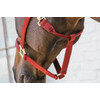 Nylon Halter Breakaway Bordeaux Full