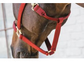 Nylon Halter Breakaway Bordeaux Full