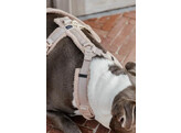 Dog Harness active teddy fleece beige M 30-48cm