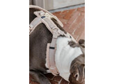 Dog Harness active teddy fleece beige XS 22-36cm