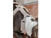 Dog Harness active teddy fleece beige L 38-58cm