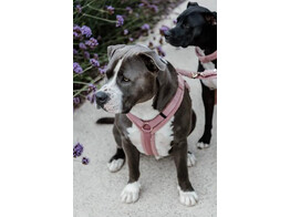 Dog Harness active teddy fleece old rose M 30-48cm