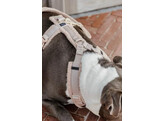 Dog Harness active teddy fleece beige S 26-40cm