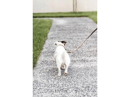 Plaited Nylon dog lead beige size S 120cm