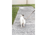 Plaited Nylon dog lead beige size S 120cm