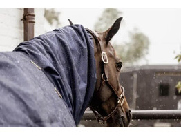 Waterproof Horse scarf navy classic Cob