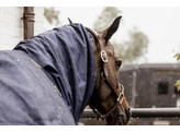 Waterproof Horse scarf navy classic Cob