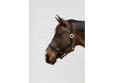 Nylon halter navy Full