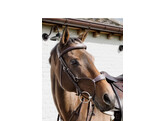 Hybrid bridle NE coll   Cob/brown