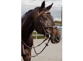 Elastic hybrid bridle NE coll   Over/brown