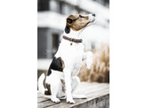 Dog collar Velvet leather Size M/L-58cm