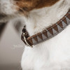 Dog collar triangle Size XS-37cm