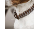 Dog collar triangle Size M-50cm