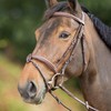 Anatomic Bridle Comb Noseb Brown Pony HFI