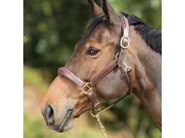 HFI Grooming Headcollar