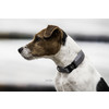 Dog Collar reflective L 42-68cm